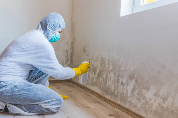 Licensed Attic Mold Remediation service in Annandale, NJ - Car Mold Remediation