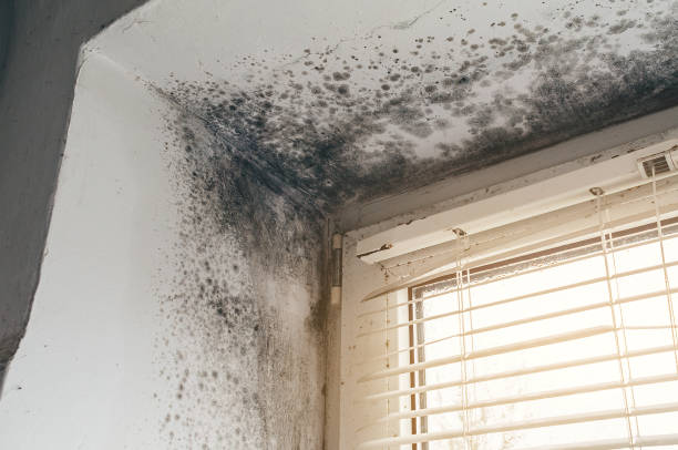 Affordable Attic Mold Remediation solutions in Annandale, NJ