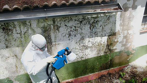 Top rated local Attic Mold Remediation specialists in Annandale, NJ